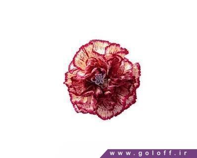 https  goloff.ir flower stem page 360 carnation falicon